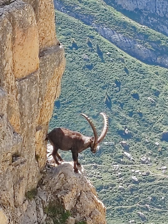 Bouquetin de trail Hélène Briançon