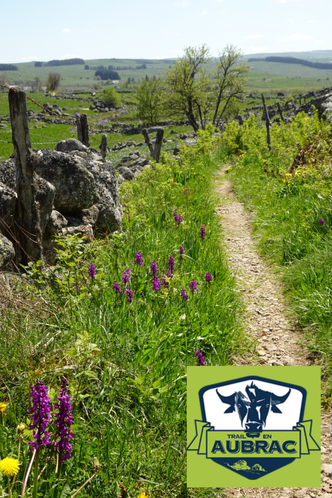 Logo trail en Aubrac