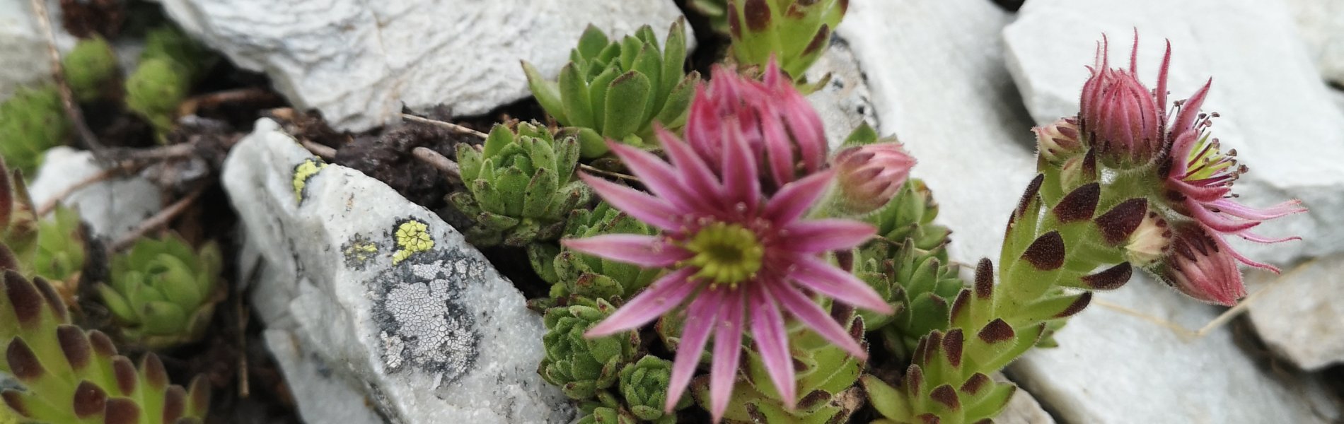 Fleur sur chemin de trail