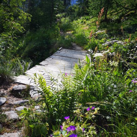Chemin vert de trail