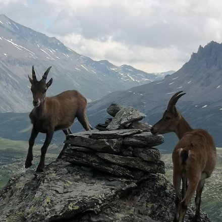 Chamois sur chemin de trail