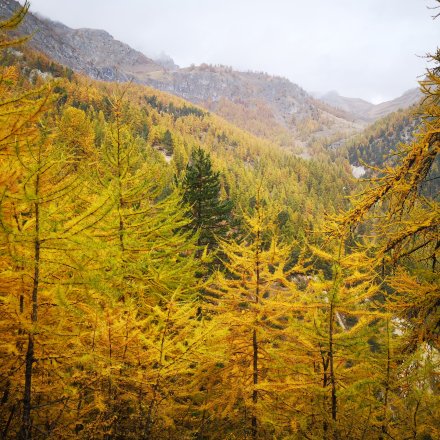 Mélèzes de trail en feu