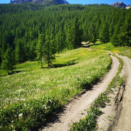 Chemin de trail au printemps, tout vert