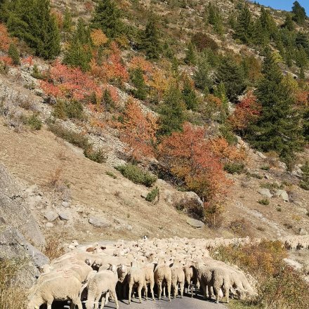 Moutons sur chemin de trail