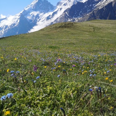 Prairie de trail en fleurs face aux montagnes