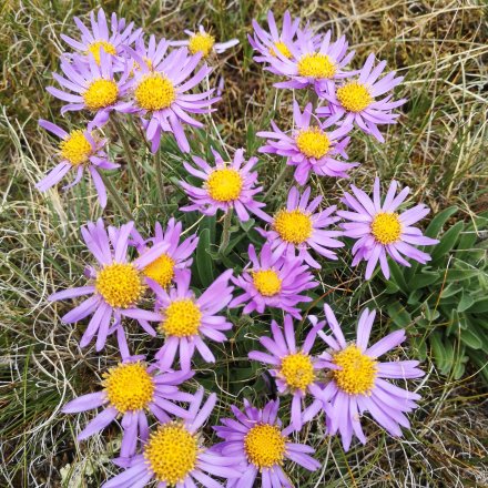 Fleur violette sur le bord d'un chemin de trail 