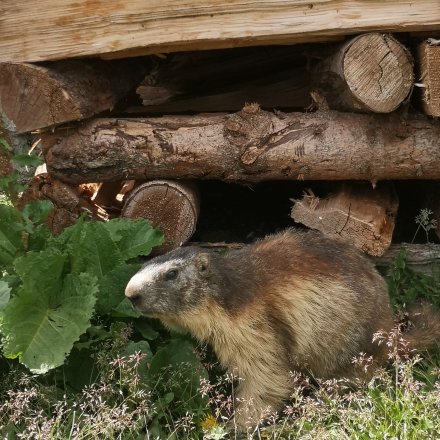 Marmotte sur pause trail