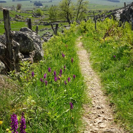 chemin trail sur l'Aubrac